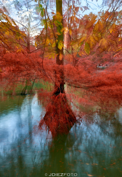 Ciprés de los Pantanos Parque del Retiro