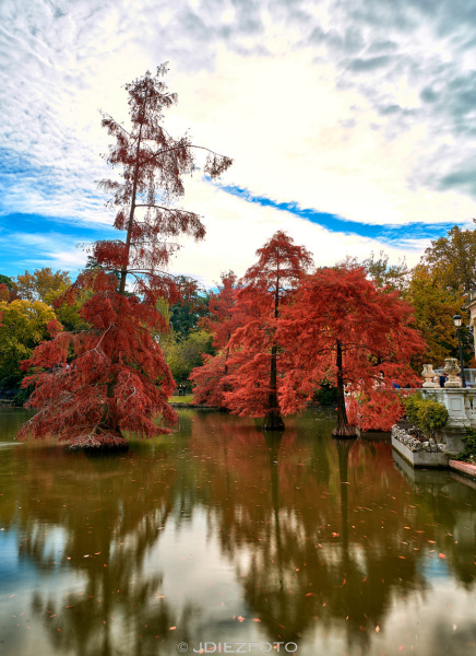 Ciprés de los Pantanos. Palacio de Cristal