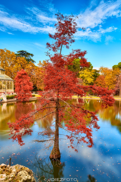 Ciprés de los Pantanos. Palacio de Cristal