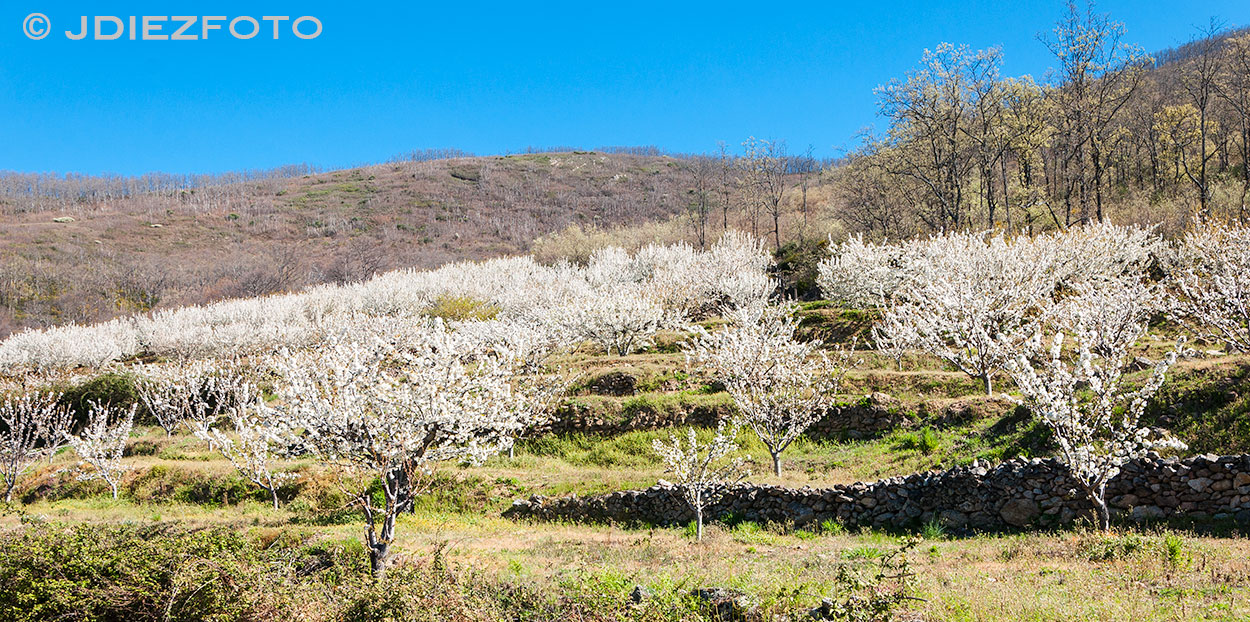 Floración de los cerezos Valle del Jerte Floración de los cerezos Valle del Jerte